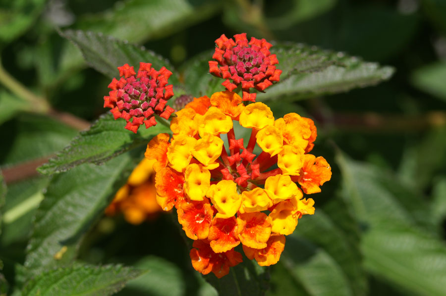 27_PICT0112_Botanic Garden Goettingen, Germany 