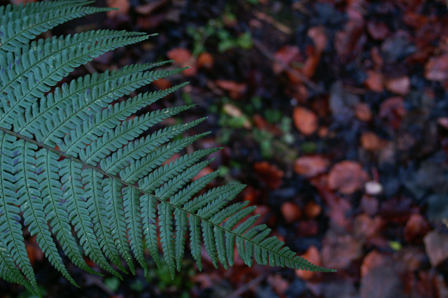 21_PICT2460_Lagan Meadows, Belfast