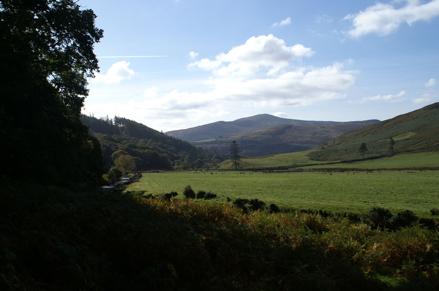 PICT6103_lots of deer