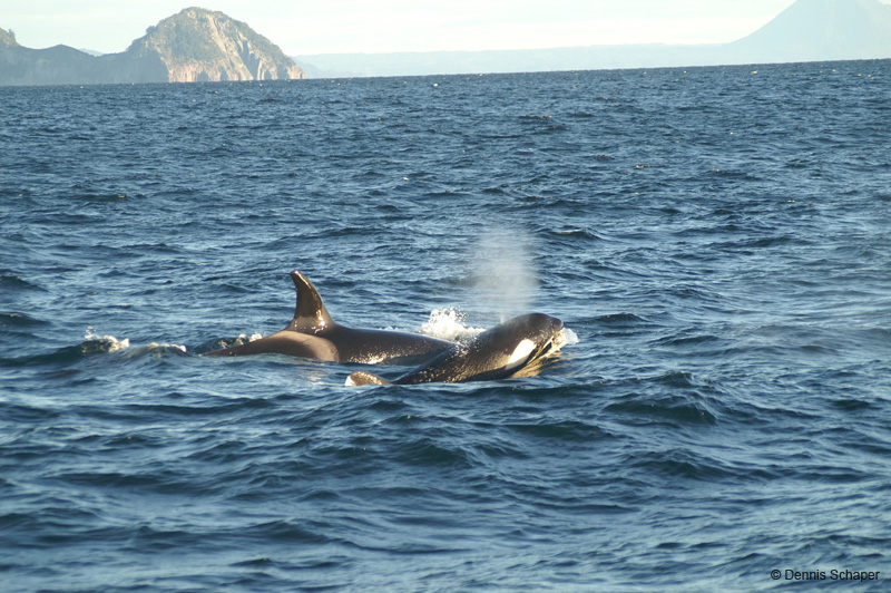 PICT7910_Orca´s on the way back!