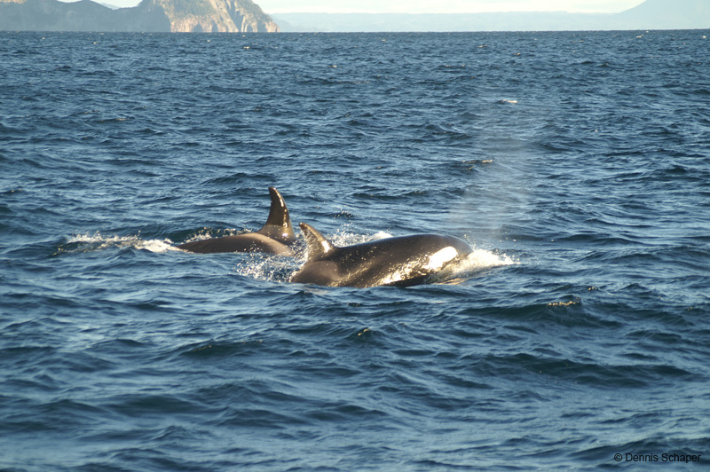 PICT7911_15 animals_breathtaking!