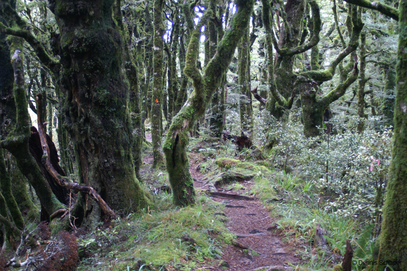 PICT8108_beautiful NZ bush