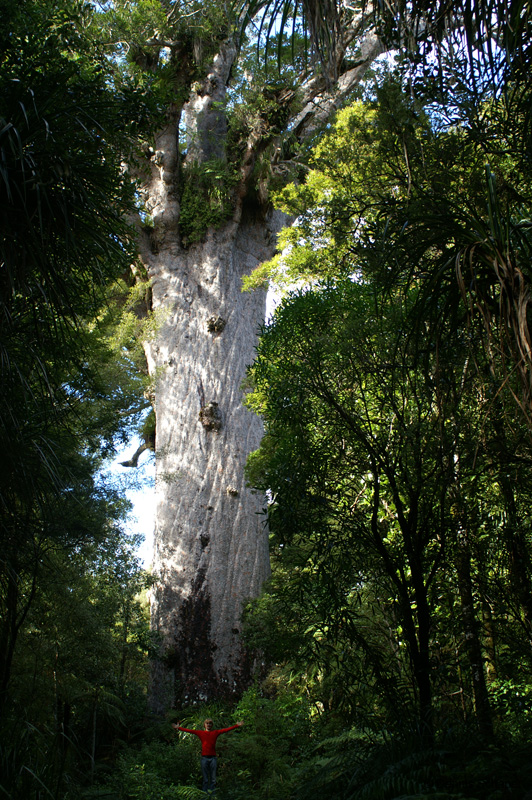 PICT8246_Kauri Tree