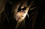 PICT8077_Opossum
