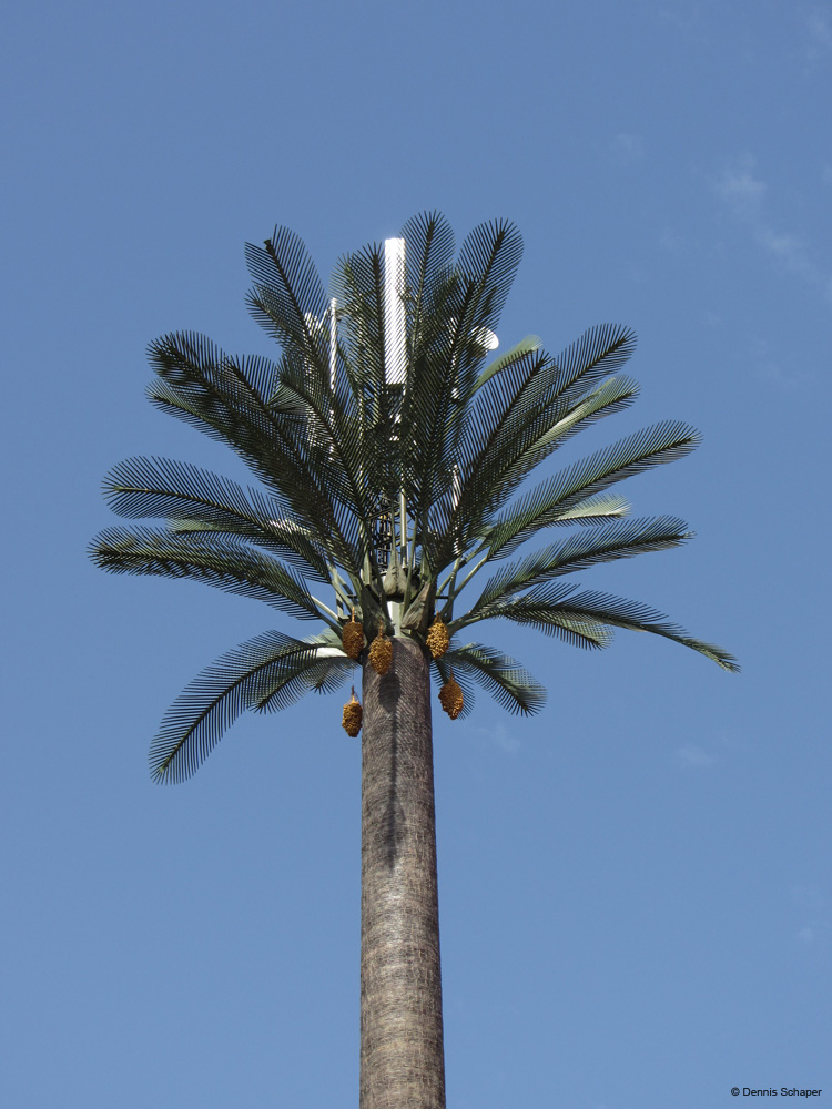 IMG_2250_modern palm tree..can you see what it is!