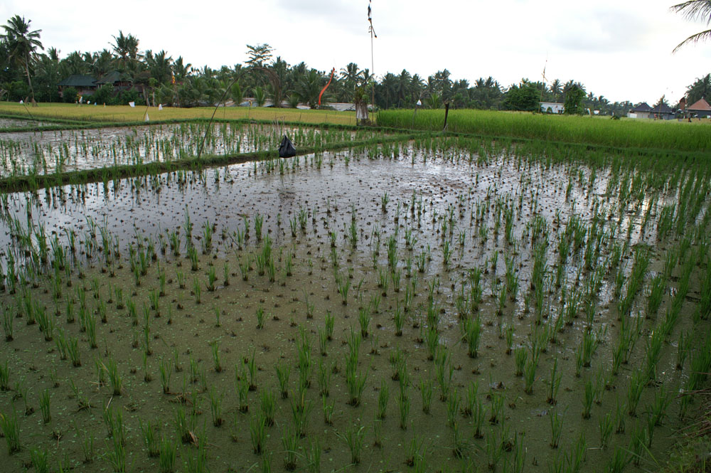 PICT2839_rice field newly planted