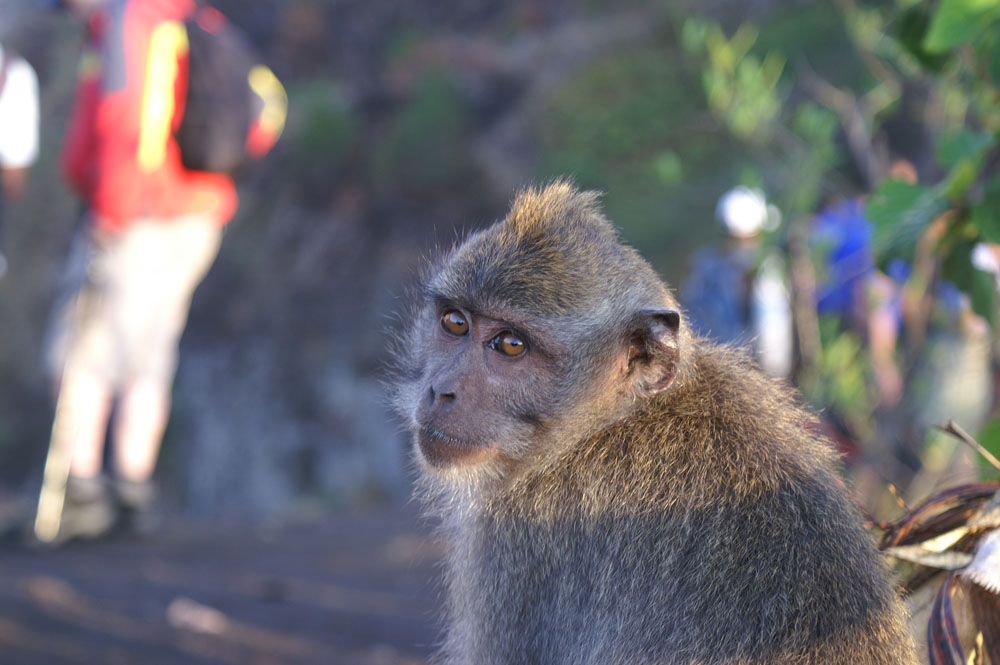 PICT2908_Monkeys everywhere