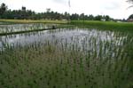 PICT2839_rice field newly planted