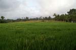 PICT2843_more rice fields