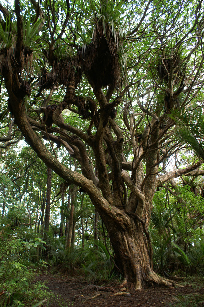 PICT2238_what a tree