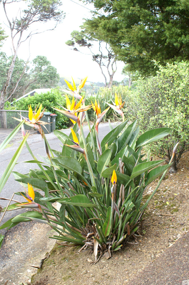 PICT2335_growing there just like this!