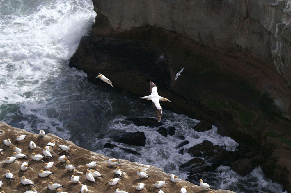 PICT2638_Gannets at Muriway