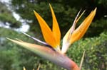 PICT2336_Bird of Paradise Flower