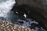 PICT2638_Gannets at Muriway