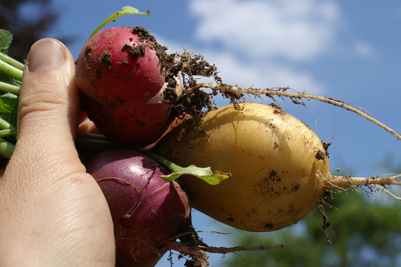 11_PICT0100_small red radish