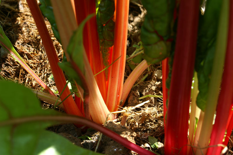 12_PICT0103_swiss chard_Mangold