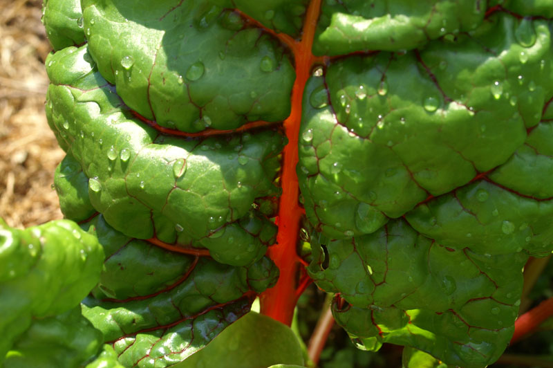 13_PICT0110_Mangold die zweite