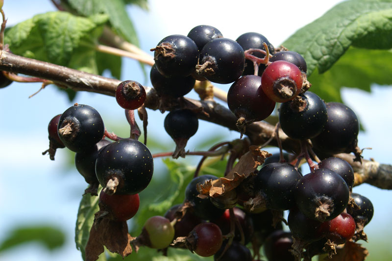 14_PICT0115_black currant just jummy!!!