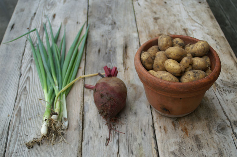 15_PICT0057_spring onion, beetroot and potatoes