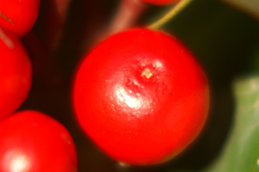 07_PICT0036_Ilex Aquifolium Van Tol