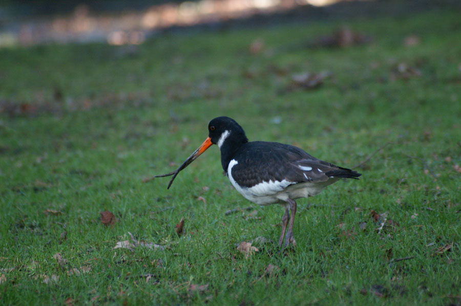12_PICT0150_Oystercatcher