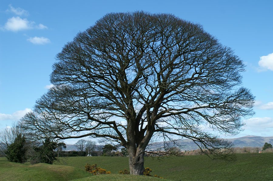 33_PICT0008_Giants Ring Belfast