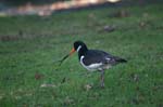 12_PICT0150_Oystercatcher