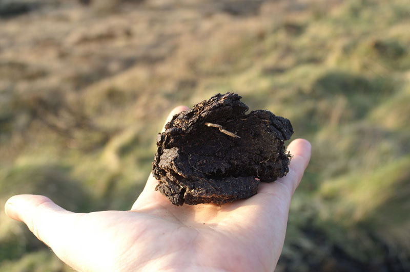 PICT0075_Torf_peat
